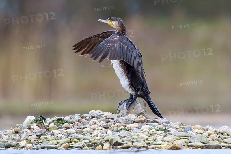 Great Cormorant (Phalacrocorax carbo) flapping wings, North Rhine-Westphalia, Germany