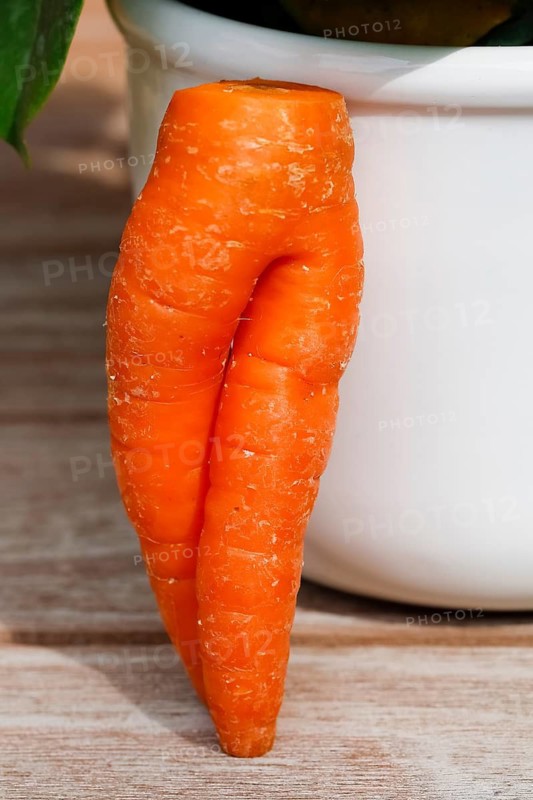 Carrot (Daucus carota subsp. sativus), funny carrot in the shape of trousers, carrot trousers, carrot turnip, yellow turnip, yellow turnip, carrot root, root is leaning against a white pot, vegetable, humour, Germany