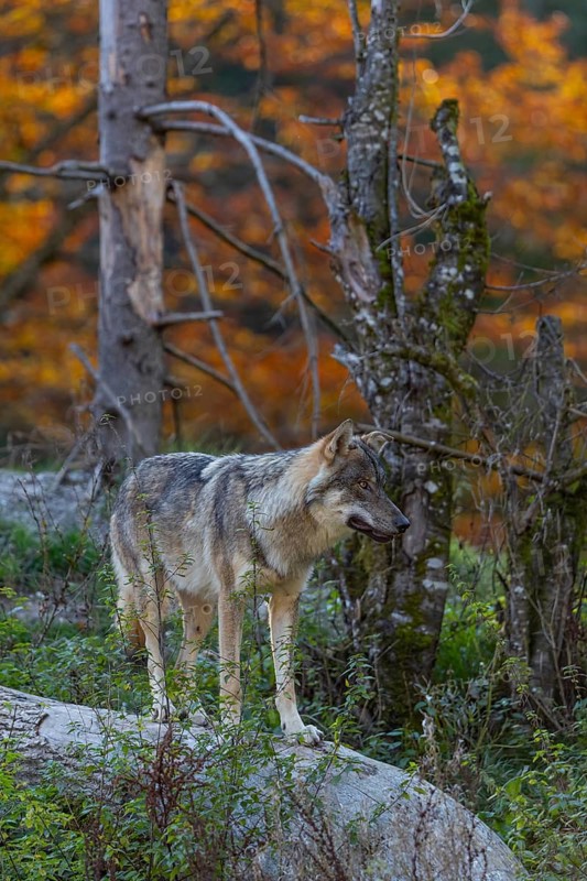 One eurasian gray wolf (Canis lupus lupus) standing on a log on a small hill with a bright and colourful fall foliage in the background