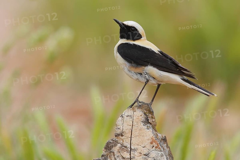 Black-eared Wheatear (Oenanthe hispanica) male, Andalusia, Spain