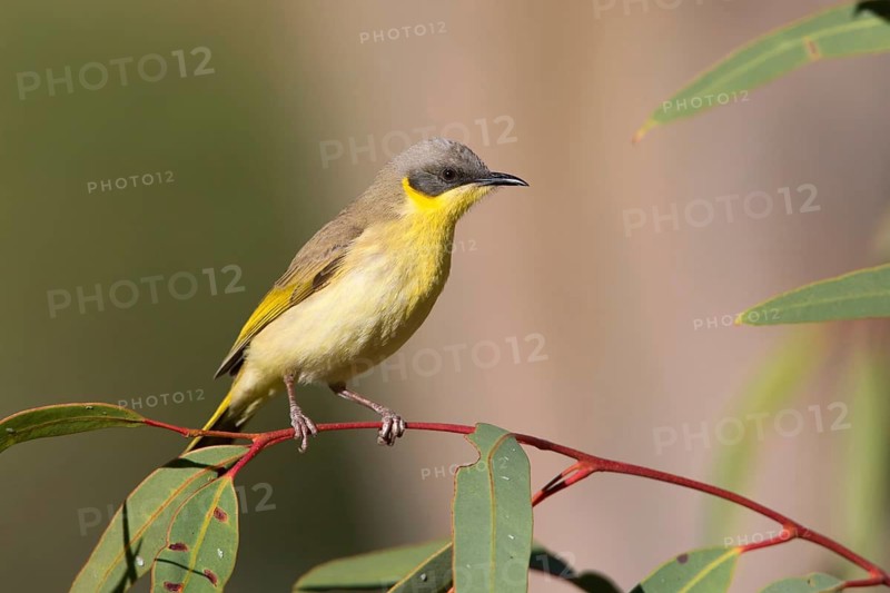 Grey-headed Honeyeater (Ptilotula keartlandi), Northern Territory, Australia