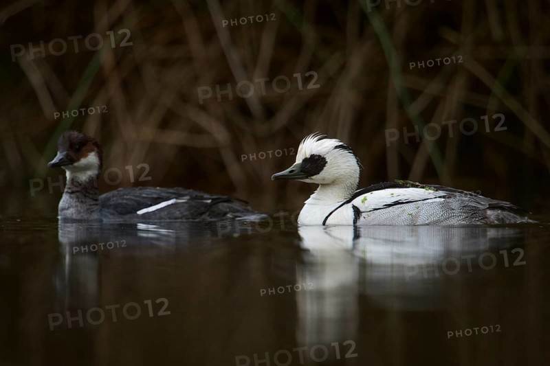 Smew (Mergellus albellus) pair, North Rhine-Westphalia, Germany