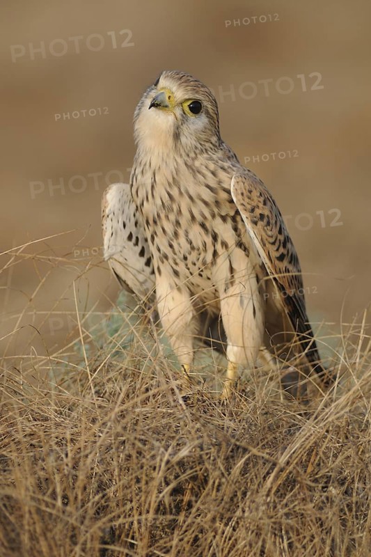 Common Kestrel (Falco tinnunculus), India