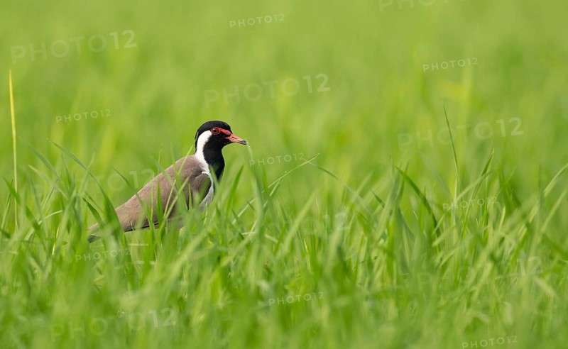Red-wattled Lapwing (Vanellus indicus) standing alert, Sreepur, Gazipur, Bangladesh