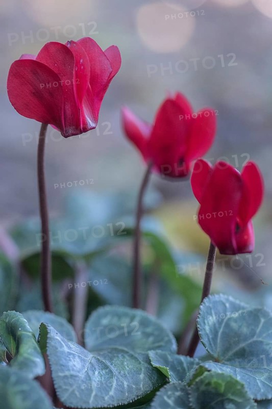 Cyclamen hederifolium or Neapolitan cyclamen (Cyclamen hederifolium), Emsland, Lower Saxony, Germany