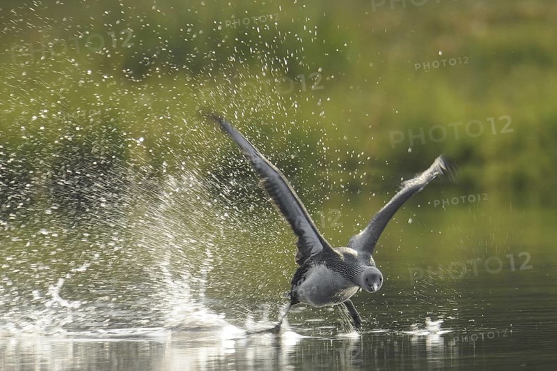 Red-throated Loon (Gavia stellata), Sweden