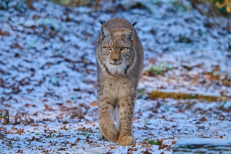A lynx walking through a snowy forest scene, winter, Lynx (Lynx lynx), Hesse, Germany
