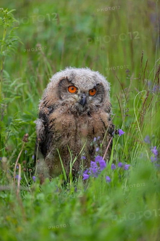 One young Eurasian Eagle Owl, Bubo bubo, sitting on the ground in tall grass of a meadow