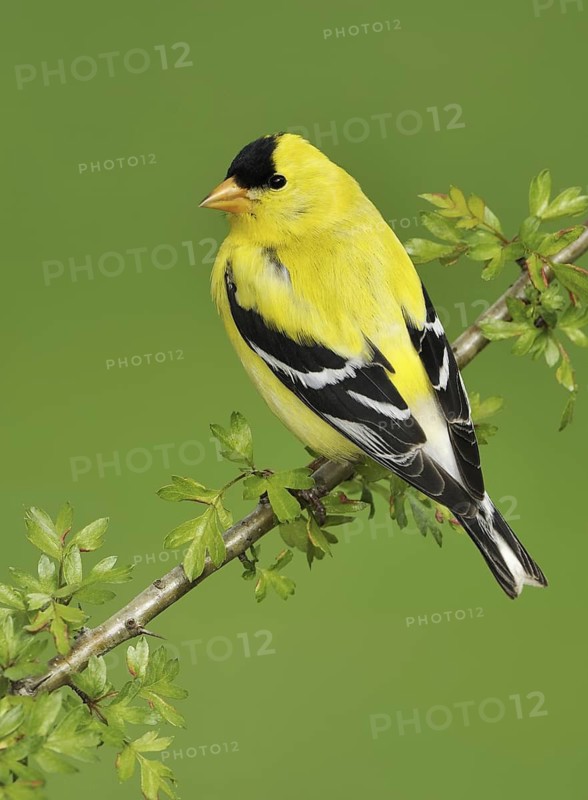 American Goldfinch (Spinus tristis) male, British Columbia, Canada