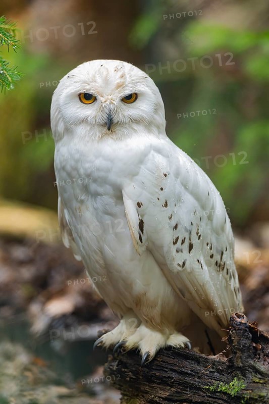 Close-up of a Snowy owl (Bubo scandiacus), captive, Germany