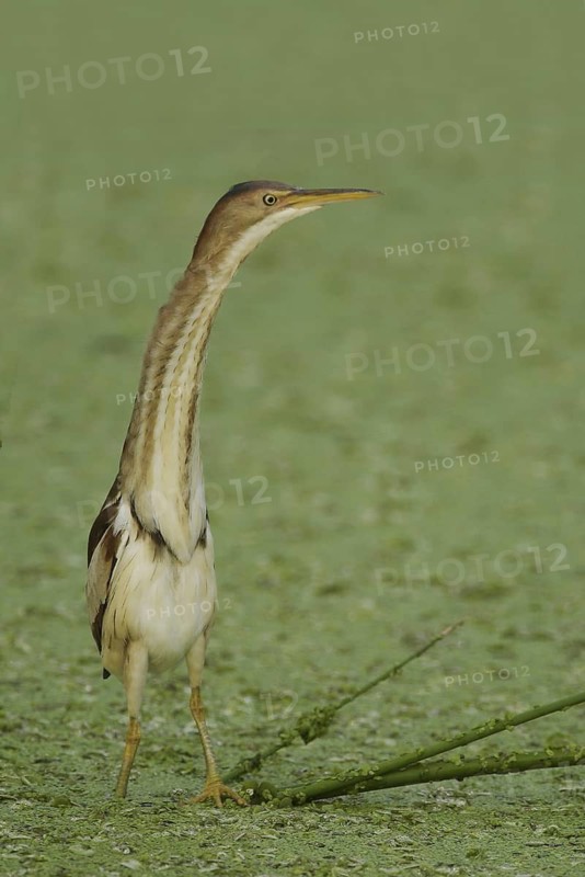 Least Bittern (Ixobrychus exilis), Florida, USA