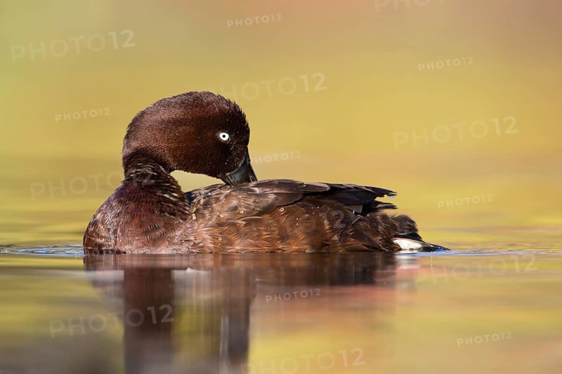 Hardhead (Aythya australis) male, Victoria, Australia
