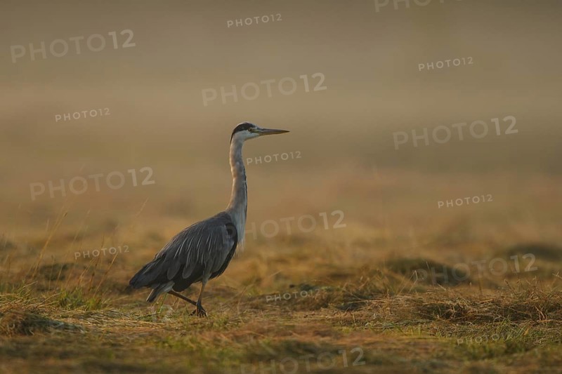 Grey Heron (Ardea cinerea), North Rhine-Westphalia, Germany