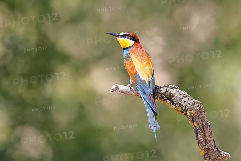 European bee-eater (Merops apiaster) sitting on a branch covered with green lichen, dorsal view, Lake Neusiedl, Burgenland, Austria