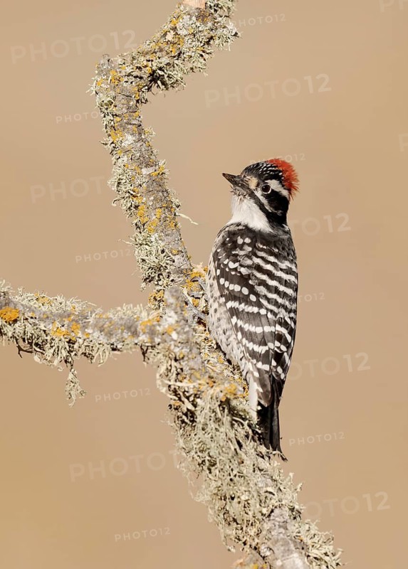 Nuttall's Woodpecker (Dryobates nuttallii) male, California, USA