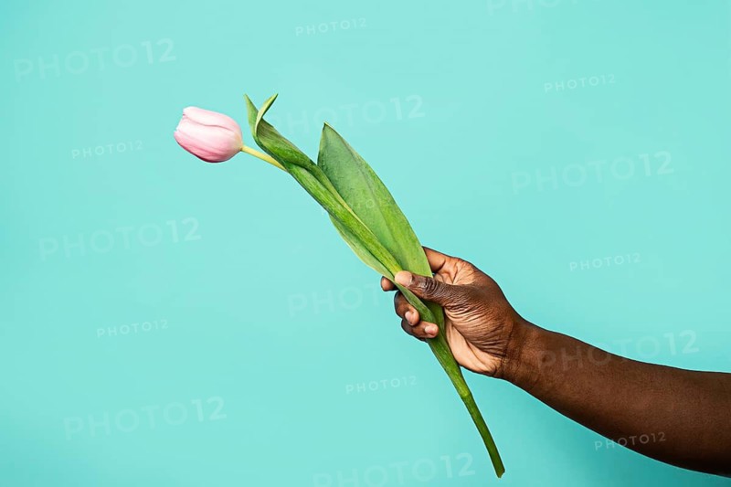 An African man's hand gracefully holds a single pink tulip against a vibrant blue background. The simplicity and elegance of this image highlight the beauty of nature and diversity