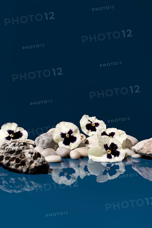 White pansy flowers laid on a collection of small stones with clear reflections placed against a vivid blue background, presenting a serene and artistic composition