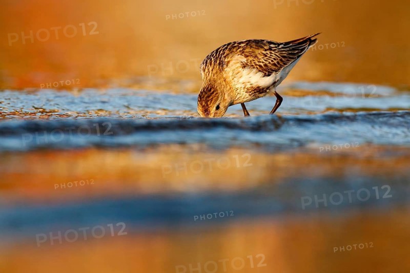 Dunlin (Calidris alpina) foraging, Asturias, Spain