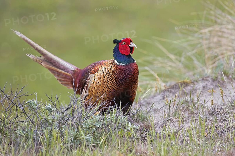 Common Pheasant (Phasianus colchicus) male, Texel, Netherlands