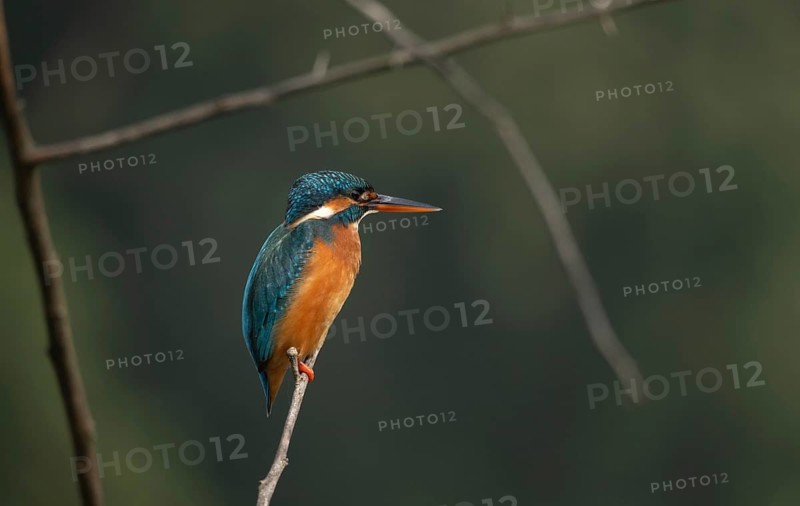 Vibrant Common Kingfisher (Alcedo atthis) perched on a thin branch, Sreepur, Gazipur, Bangladesh