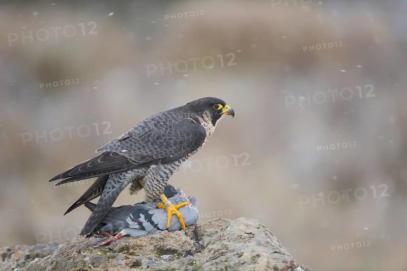 Peregrine Falcon (Falco peregrinus) female, Saxony, Germany
