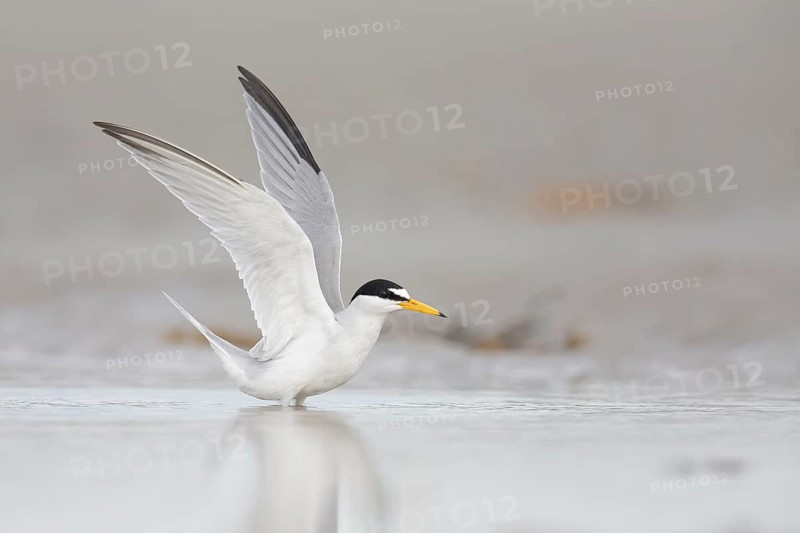 Least Tern (Sternula antillarum) raised, Massachusetts, USA