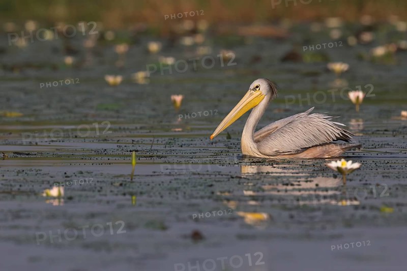 Pink-backed Pelican (Pelecanus rufescens), Semuliki National Park, Uganda