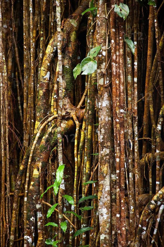 Strangler fig (Ficus virens), tropical tree, tree, rainforest, jungle, Atherton tablelands, Queensland, Australia