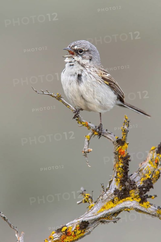 Sagebrush Sparrow (Artemisiospiza nevadensis) perched on a branch in central Washington State, USA