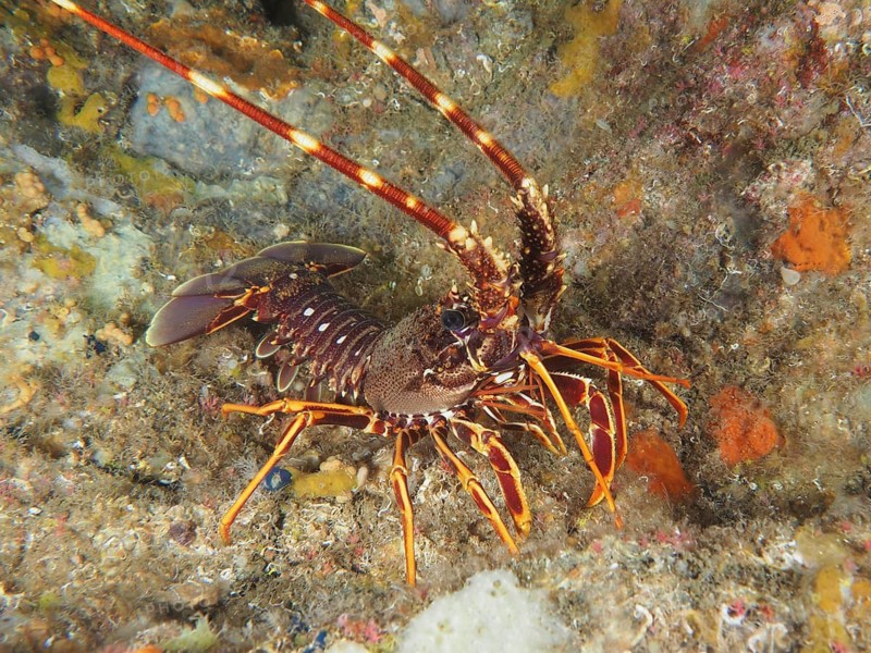 European spiny crayfish (Palinurus elephas) with detailed carapace and long antennae on the seabed, dive site Giens Peninsula, Mediterranean Sea, Porquerolles, Provence, Côte d'Azur, France