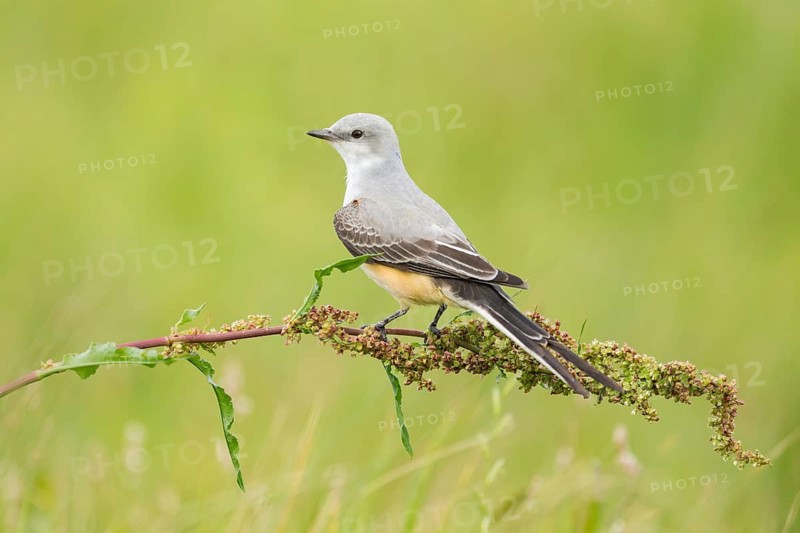 Scissor-tailed Flycatcher (Tyrannus forficatus), Texas, USA