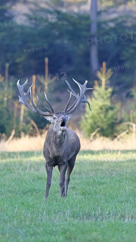 Red deer (Cervus elaphus) during the rutting season, a large stag roaring in a forest clearing, wildlife, Sauerland, North Rhine-Westphalia, Germany