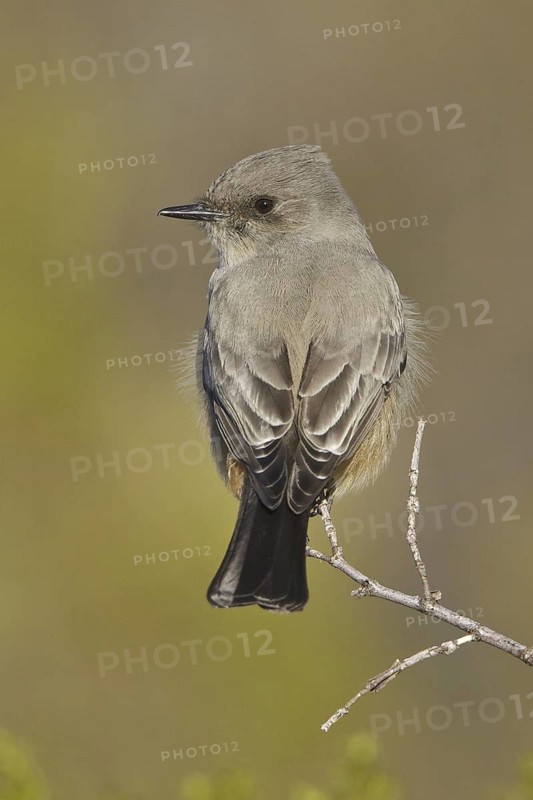 Say's Phoebe (Sayornis saya), New Mexico, USA