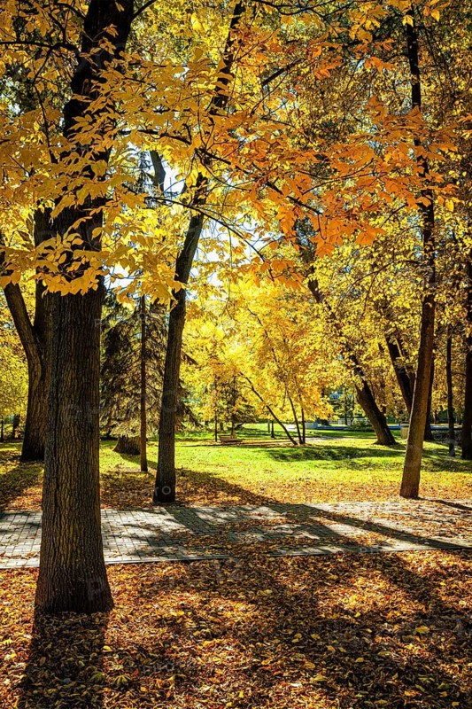 Autumn colors, fall in park with yellow leaves foliage trees