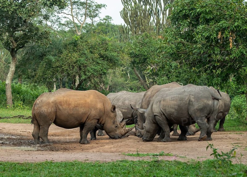Southern white rhino (Ceratotherium simum simum), several animals at a watering hole, Ziwa Rhino Sanctuary, Uganda