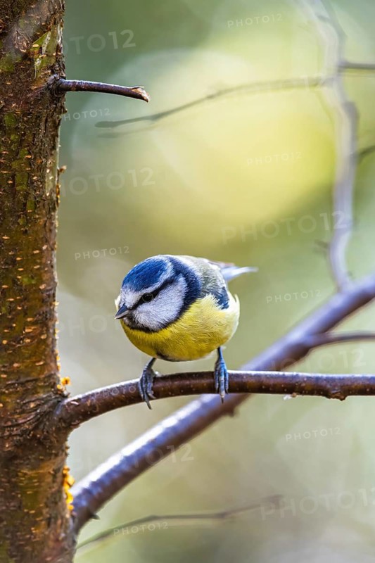 Blue Tit, Cyanistes Caeruleus, bird in forest