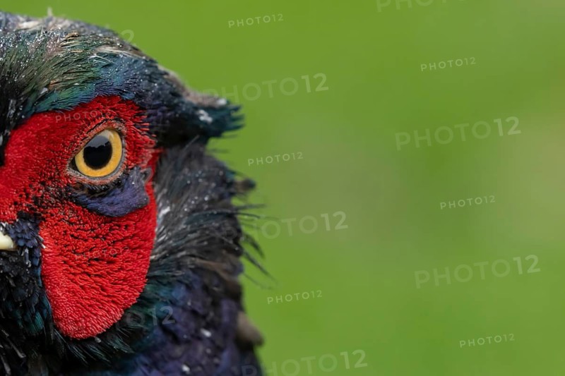 Common pheasant (Phasianus colchicus) adult male game bird head portrait, England, United Kingdom
