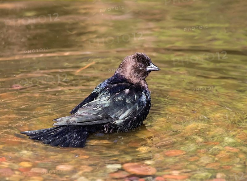 A male Brown-headed Cowbird, Molothrus aeneus, bathing in a pond in Saskatoon, Saskatchewan, Canada