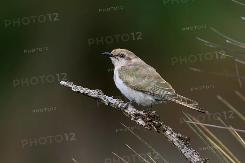 Horsfield's Bronze Cuckoo (Chrysococcyx basalis) juvenile, Victoria, Australia