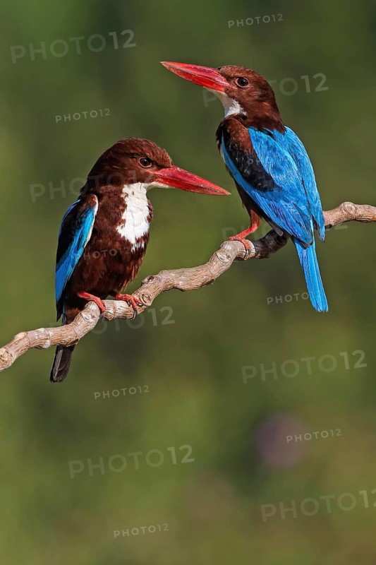 White-throated Kingfisher (Halcyon smyrnensis) pair, Malaysia