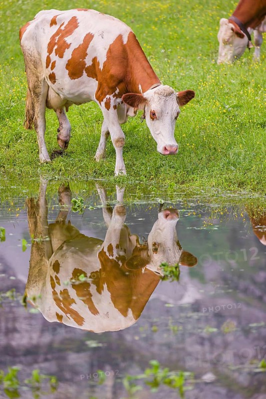 Holstein Friesian cattle stand on a green meadow at a puddle and drink. A reflection of the cows and the mountains can be seen in the puddle. Eng Valley, Austria