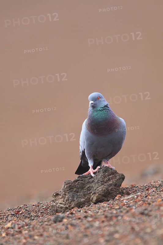 Rock Dove (Columba livia) male, Lanzarote, Spain