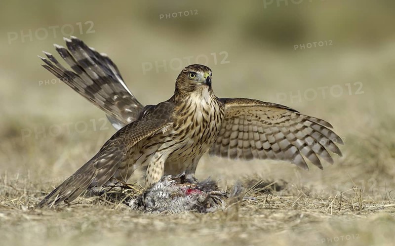 Cooper's Hawk (Accipiter cooperii), Texas, USA