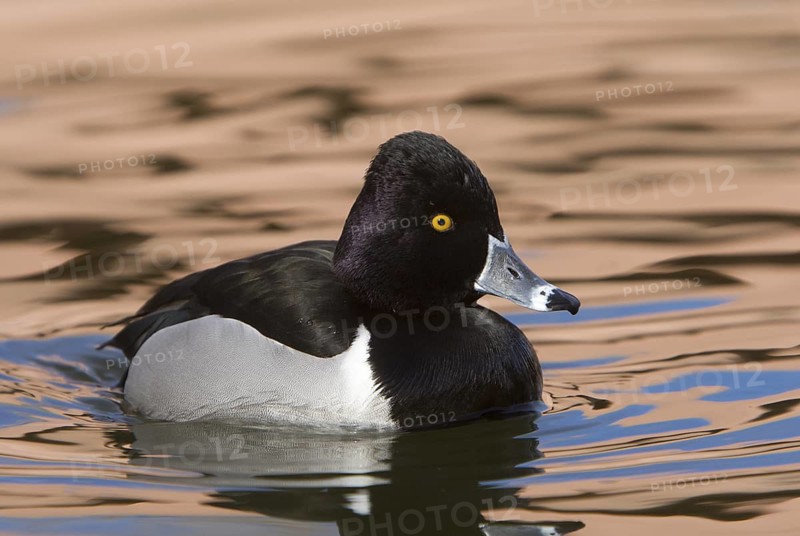 Ring-necked Duck (Aythya collaris) male, New Mexico, USA