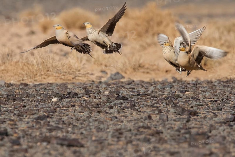 Spotted Sandgrouse (Pterocles senegallus), Morocco