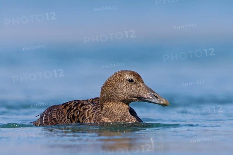 Eider, (Somateria mollissima), Animals, Birds, Ducks, Duck family, Female, Kálfafellsstaður, Austurland, Iceland