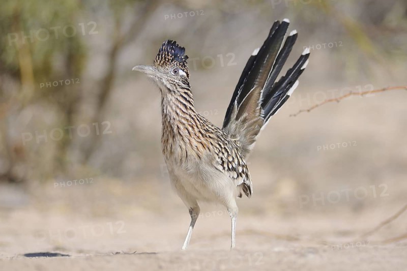 Greater Roadrunner (Geococcyx californianus), Texas, USA