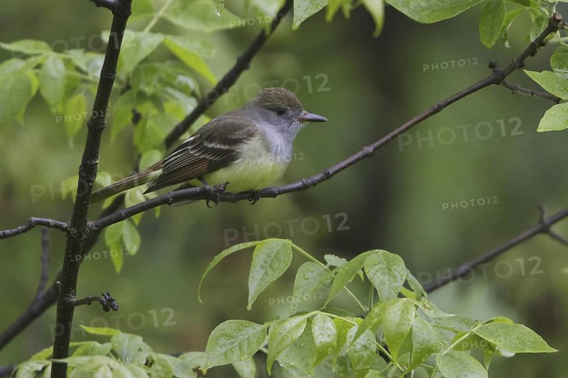 Great Crested Flycatcher (Myiarchus crinitus), Manitoba, Canada