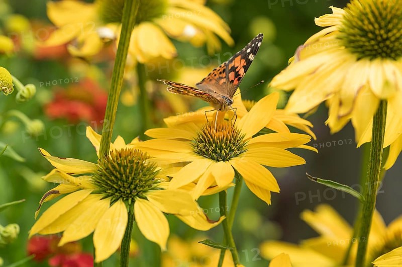 Coneflower (Echinacea 'Leilani'), Weihenstephan Gardens, Germany