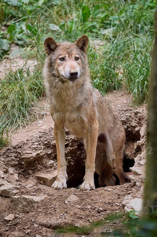 Timber Wolf (Canis lupus), adult on cave, captive, Germany